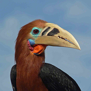 Rufous-Necked Hornbill
